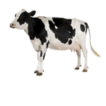 Interstellar milk