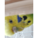 Brilliant budgies:D