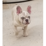 Cutedogsinpark