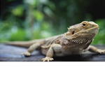 Bearded dragon nation
