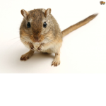 Team Gerbil