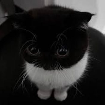 Baby Cake's Badge Walk