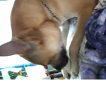 Dog yo