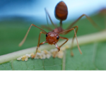 Oecophylla Army