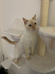 meowtaztic