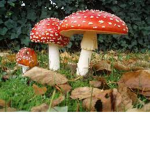 The group of Mushrooms and Spiders