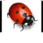 The La La Ladybug Gymnastics team