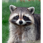 The Raccoon Clan : )