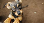 Skyblue_pup's Group