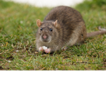 - Rat cult -