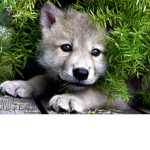 Animals only group my name Nilo