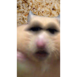 Rat in a cage