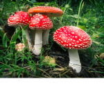 Evil Mushroom Cult