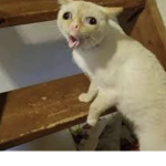 catsss4everrrr
