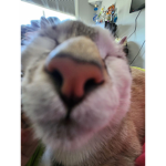 ˏˋ サンリオ ˊˎ