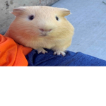 Guinea pig and capybara