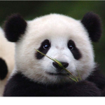#panda squad !!!