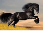 Horses fan group