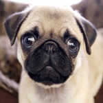 The Pug Grumble