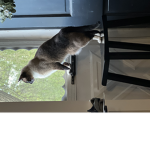 Kitty would