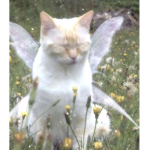 Fairycatsarecool