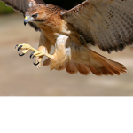 Killer Hawks United
