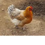 🅱️oneless Chicken Nuggets