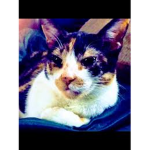 Kitty Kat Development