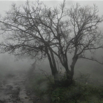 kimchi's shein factory