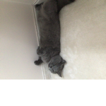 Kitty kitty tail