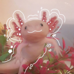 AXOLOTL FAN CIUB