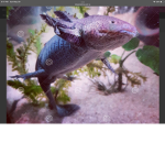 Purple and blue axolotl team