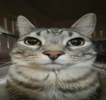 Cat Association inc.