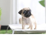 #THE PUPPY NATION