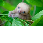 Cute Sloth Fan Club