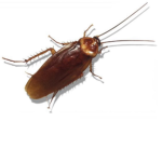 Roach Group !!!
