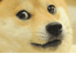 DOGE GROUP-