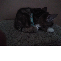 The cats castle