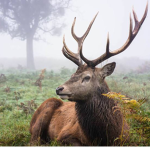 Deer Stories