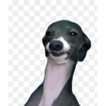 DoggieFunTIMEE
