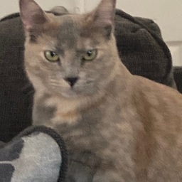 rip me cat toast