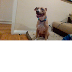 only dog