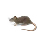 Rat_Cult