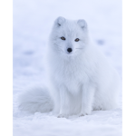 Arctic fox squad!!!!!