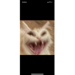 _cats_
