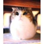 Catlikesmores robux