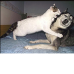 Join this group to stop this angry doge!