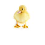 Duck Universe :D Quack!