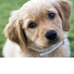Best dogs United