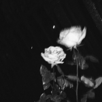 [ extinction ]